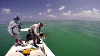 Giant Trevally attacked by Barracuda [upl. by Anerhs]