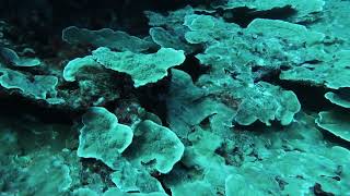 SCUBA Diving and Seascaping at Lakshadweep [upl. by Lannie]