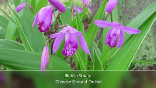 Repotting My Bletilla Striata Chinese Ground Orchid [upl. by Namien670]