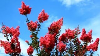 Carmine Crape Myrtle Lagerstroemia indica San Marcos California [upl. by Huttan966]