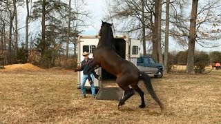 3 Steps to Teaching your Horse to Load on a Trailer [upl. by Mcspadden]