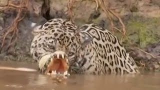 Leopard vs crocodile Leopard attacks and kills a crocodile [upl. by Willette]