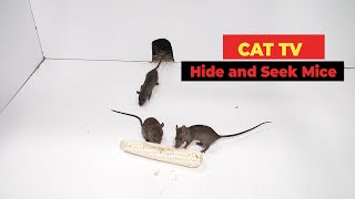 cat catches mouse [upl. by Sachs]