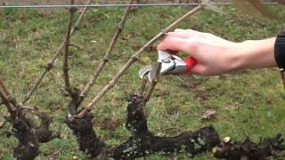 Spur Pruning Grapevinesmp4 [upl. by Augustina]