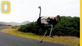 Ostrich Chases Cyclists in South Africa  National Geographic [upl. by Ahtamat]