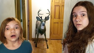 DEER IN OUR HOUSE [upl. by Enirok]