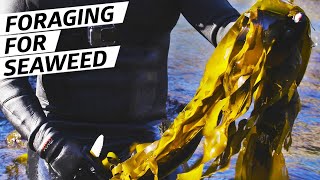 How Chef Jacob Harth Harvests and Cooks Wild Seaweed — Deep Dive [upl. by Roee454]