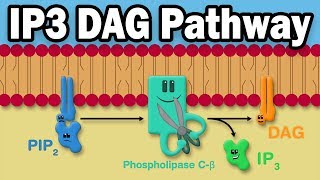 IP3 DAG Calcium Pathway [upl. by Tena]