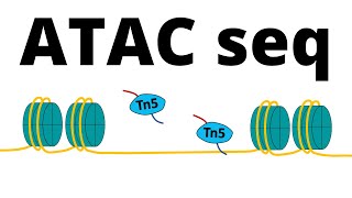 ATAC Sequencing [upl. by Kristin33]