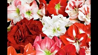 Growing Amaryllis in Glass  White Flower Farm [upl. by Yeslehc]