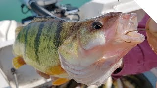 Jigging for Jumbo Lake Erie Perch [upl. by Chor667]