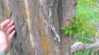 Identifying a Black Locust Tree [upl. by Tnecnev]