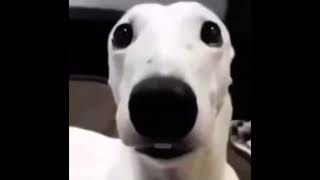 White dog shivering meme 1 HOUR [upl. by Clarence]