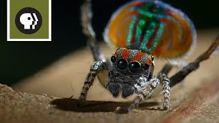 Peacock Spider Mating Dance [upl. by Selry]