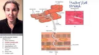 Cardiac Muscle 2 Cells [upl. by Hak856]