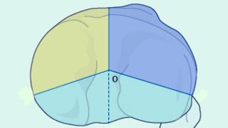 Tibial plateau fractures  Current Concepts [upl. by Fidele]