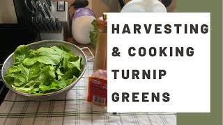 Harvesting amp Cooking Seven Top Turnip Greens  Nashville Organic Garden  Keto Friendly Recipe [upl. by Notwen139]