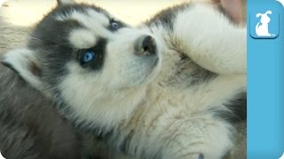 Husky Gets Belly Rub and LOVES IT  Puppy Love [upl. by Etteve]