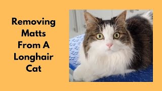 Removing Matts From A Longhair Cat [upl. by Gnem445]