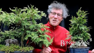 Pruning My Thuja Group Plantings Part 1 The Bonsai Zone May 2021 [upl. by Elinore]