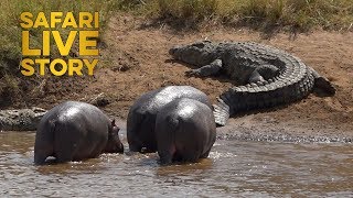 Mara River Giants Hippos vs Crocodiles [upl. by Reinke]