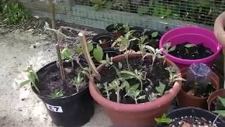 How to take Buddleia Cuttings [upl. by Pederson]