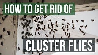 How to Get Rid of Cluster Flies 4 Simple Steps [upl. by Yonita]