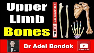 Upper Limb Bones Osteology Dr Adel Bondok Making Anatomy Simple [upl. by Brynne]