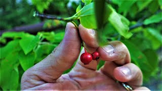 How to Identify and Find the Serviceberry aka Juneberry Tree Identification Guide Fruit Bark Leaves [upl. by Greenleaf]