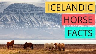 Icelandic Horses  Everything You Need to Know ft Gudmar of Hestaland [upl. by Asiole]