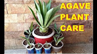 Agave plant care  propagation  Rejuvenation [upl. by Anahsor]