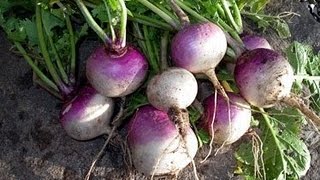 How to Grow Turnips [upl. by Saeger]