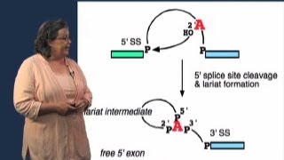 Splicing Mechanism  Melissa Moore U MassHHMI [upl. by Shayn248]