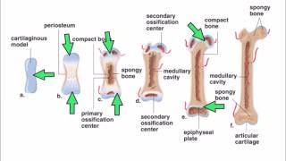 6 Ossification [upl. by Chemarin]