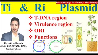 Ti amp Ri plasmid plasmid Agrobacterium tumeifaciens TDNA Virulence region Ori [upl. by Sirred]