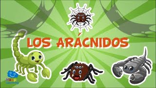 LOS ARÁCNIDOS Animales invertebrados  Vídeos educativos para niños [upl. by Siraj]