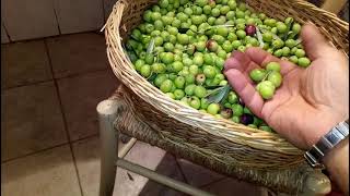 Come preparare le olive in salamoia da MicheleExpert [upl. by Baptista]