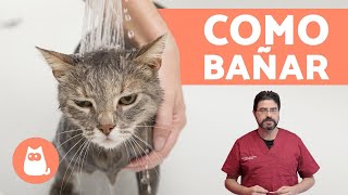 ¿Cómo bañar a un gato cachorro  ¡CONSEJOS VETERINARIOS [upl. by Brigham]