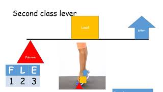 Levers  GCSE PE [upl. by Wistrup]