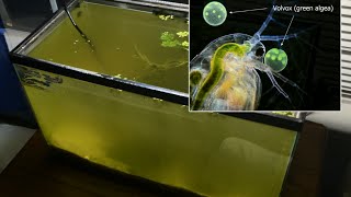 Raising Daphnia for the Freshwater Aquarium [upl. by Demona]