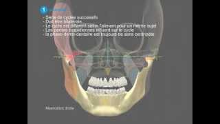 Mastication Fonctionnelle [upl. by Ahsiryt846]