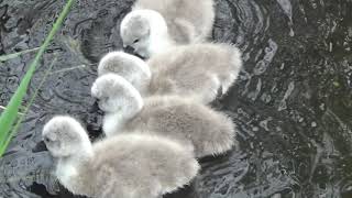 Cygnets first swim  Swan life [upl. by Lady350]