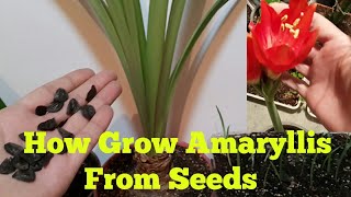 Grow Amaryllis From Seeds With Update  Amaryllis Seedlings [upl. by Avilla556]