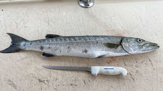 How To Fillet BARRACUDA SAFE To Eat [upl. by Aititil67]