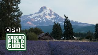 A little bit of lavender paradise  Oregon Field Guide  OPB [upl. by Hgielrebmik922]