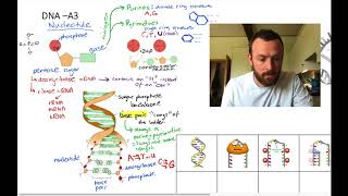 DNA mindmap OCR A Level Biology 23 [upl. by Nerot288]