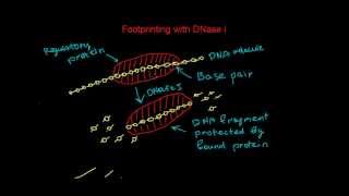 Footprinting with Dnase I that detects DNAprotein interaction [upl. by Krilov928]