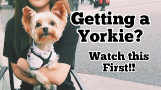 Getting a Yorkie Puppy [upl. by Samuele]