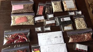 Heirloom Seeds How to collect and store [upl. by Nahsab719]