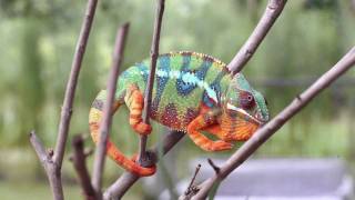 Real Chameleon Color change [upl. by Adkins]